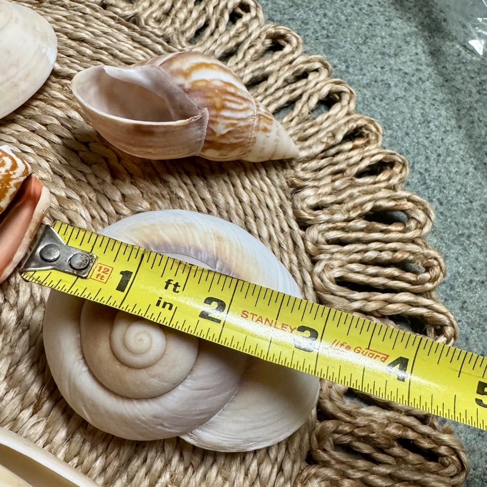 Assorted Authentic Seashell Collection - Picture 4 of 6